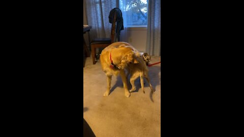 Puppy Wrestling!