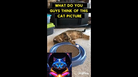 Cute Cat Gif