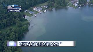 Harmful algae blooms found in Pontiac Lake and Sugden Lake