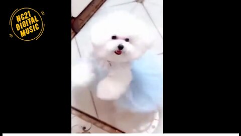 Funny Videos of Dogs, Cats, Other Animals, Puppies Ballerinas