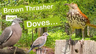 Brown Thrasher and Doves...