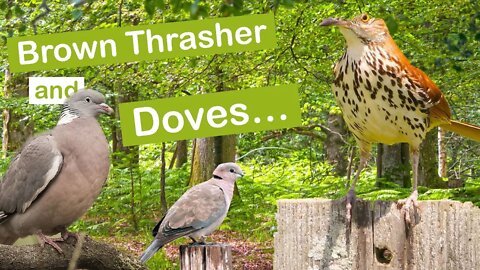 Brown Thrasher and Doves...