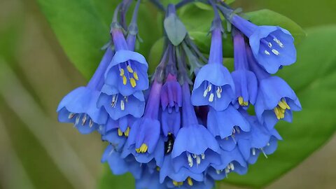 Unveiling Pollination Efficiency: Comparing the 'Night Shift' and Bees as Pollinators