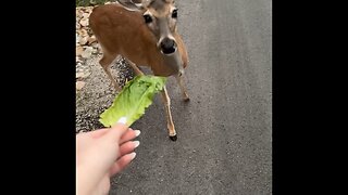 Deer feed