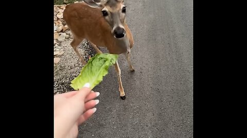 Deer feed