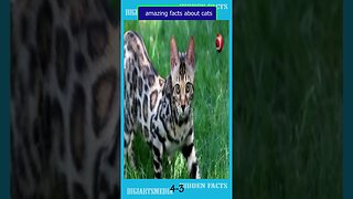 20 amazing facts about cats 3 4