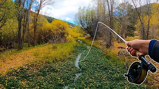 Fly Fishing an INCREDIBLE Tiny Creek For BIG Trout!!!