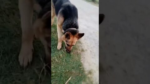 dogs my life doggy dog #shorts #trending #rudrakrishna #viral #dogs #dogslove #rudrakhatanagurjjar