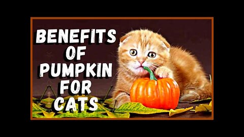 Benefits of Pumpkin for cats!