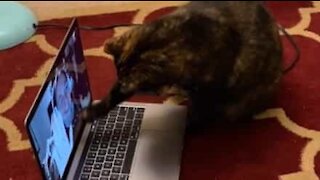 Gata mata saudades da dona via Skype