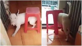 Dog gets stuck in a stool and causes a ruckus