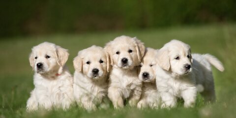 Golden Retriever (Dog Lover's Only 💕)