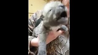 Baby wolf howling for the first time