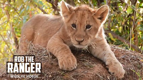 Lovely Lion Cubs In the Pride | Lalashe Maasai Mara Safari