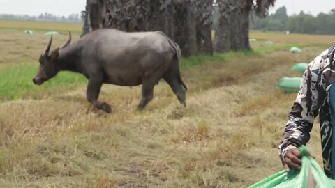 Rice field animal