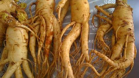 Is Ginseng Nutritious Or Harmful To Pregnant Women