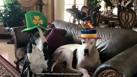 Happy Hat Wearing Great Danes Get Ready for St Patrick's Day