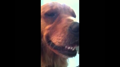 A Dog Burping (hahahaha!)