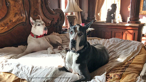 Funny Lazy Great Danes Take Over King Size Bed