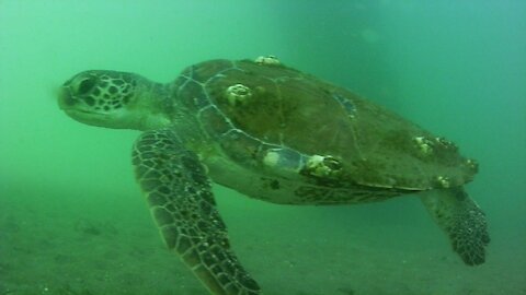 Green Sea Turtle - Jetty Park Pier Port Canaveral 5-9-2021