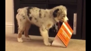 Adorable Aussie Puppy Pulls Book Straight Off The Shelf!