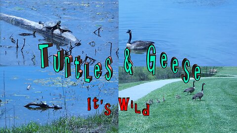 Turtles & Geese (and goslings)