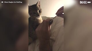 Kat slapper af, mens han får manicure
