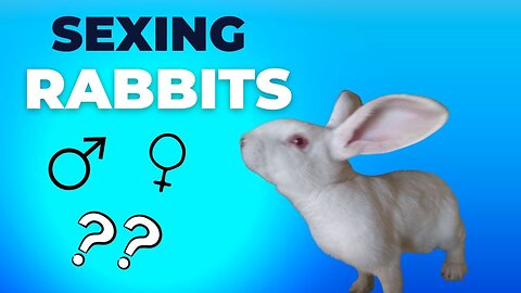 Sexing Rabbits: Breeding Stock or Food Source?
