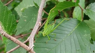 WILDLIFE OF THE WEEK (#14)