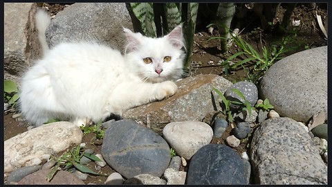 Kitten Enjoys Sunbathing Until a Pesky Fly Bothers it