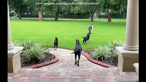 Great Danes Teach Dog Friends How To Patrol The Property