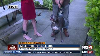 Pet of the Week: Miles