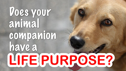 Does your animal companion have a life purpose?