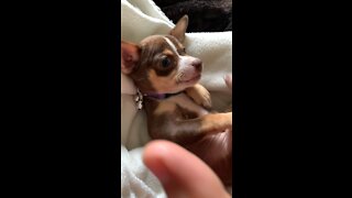 Chihuahua Acting Tough😂