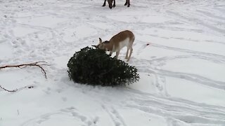 Donate your Christmas tree to NEW Zoo