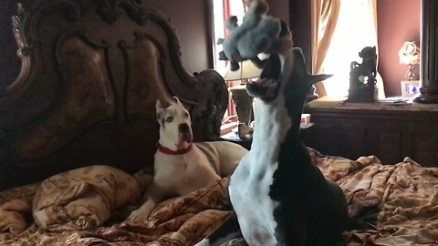 Funny Great Dane Catches Squirrel Toy in Slow Motion with Audience