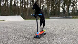 Talented dog masters the art of riding a scooter