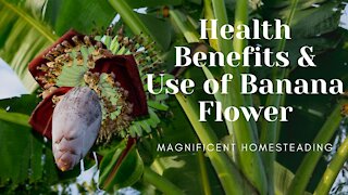 Health Benefits & Use of Banana Flower