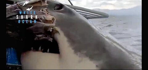 Great White Clamps The Bait