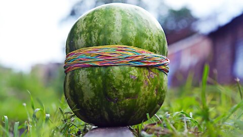 500 RUBBER BANDS vs. WATERMELON!! a funny challenge