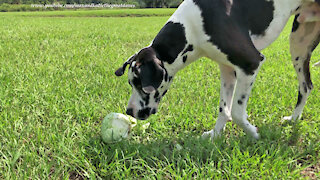 Playful Great Dane Crunches And Shreds Cabbage For Cole Slaw
