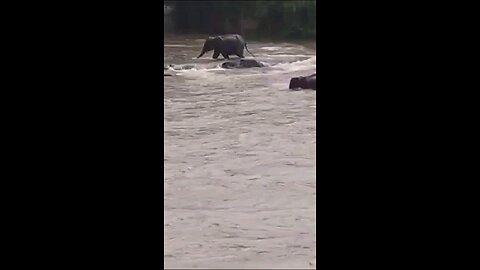 Elephant Trapped In Flood Water In River India, Kerala