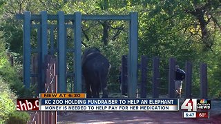 KC Zoo elephant has disease common to humans