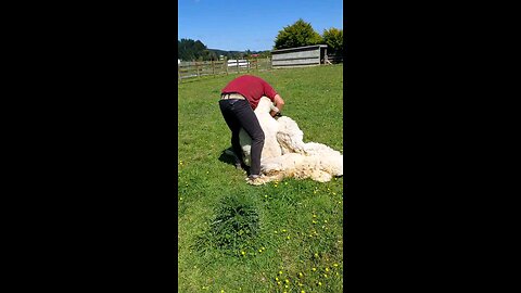 Blade shearing Sam the sheep