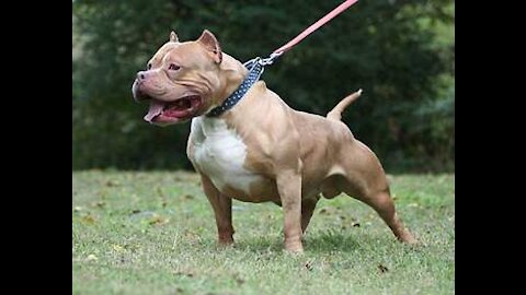 Most powerful and dangerous pitbull dogs / pitbull terrier / top 5 dog island