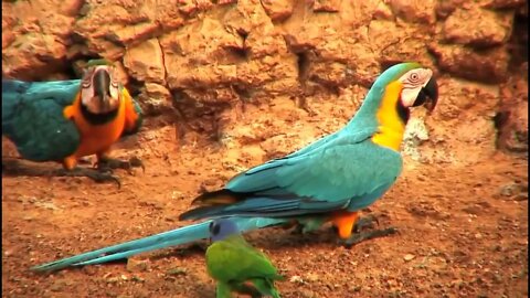 Most Beautiful Macaws on Planet Earth