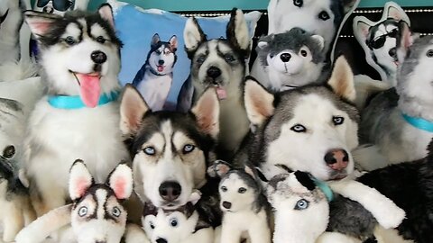 FUNNIEST Husky Compilation Video 😍 30 Minutes 🦴