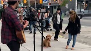 Ce chien apprécie les artistes de rue !