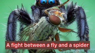 A fight between a fly and a spider