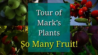 Backyard Nursery Tour: Marks Plants, so MANY Fruiting Plants!